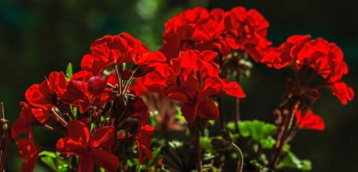 Jak przywrócić do życia pelargonie? Domowa mikstura postawi je na nogi