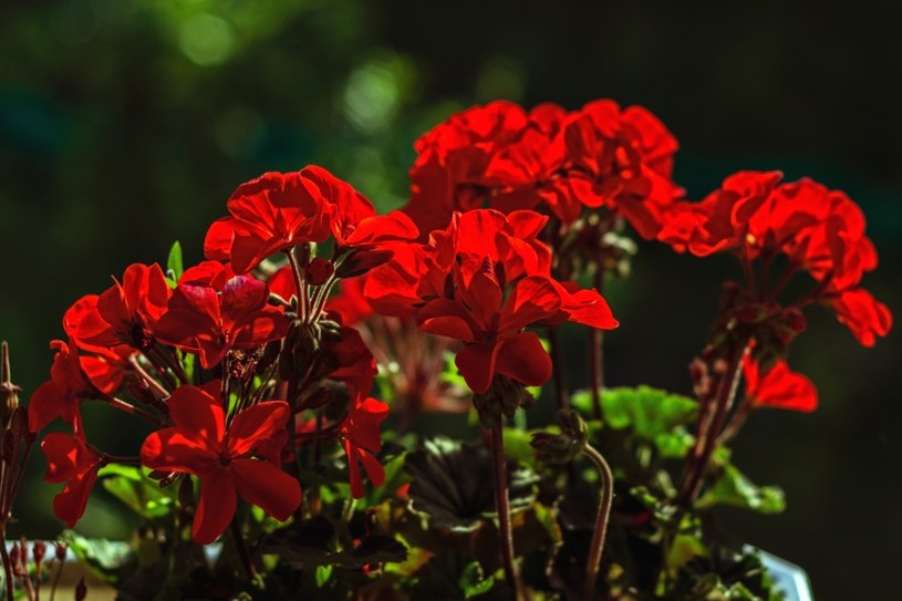 Jak przywrócić do życia pelargonie? Domowa mikstura postawi je na nogi
