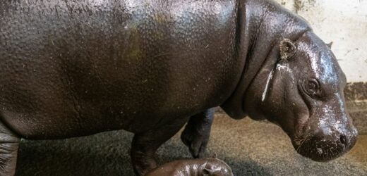 W łódzkim zoo urodził się hipopotam karłowaty. To pierwszy taki przypadek