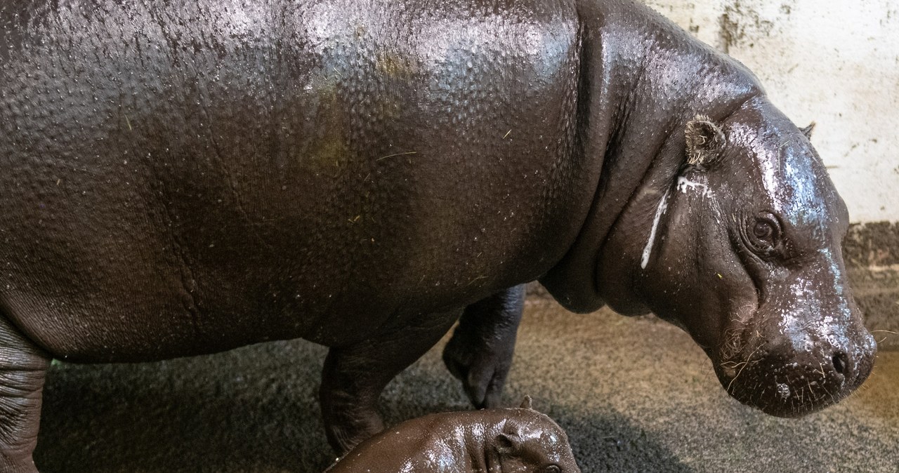 W łódzkim zoo urodził się hipopotam karłowaty. To pierwszy taki przypadek