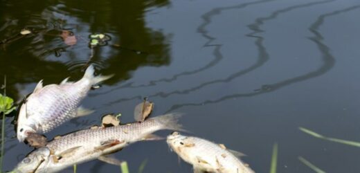 Głogów: 600 kg śniętych ryb w Odrze