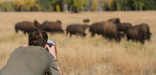 Biały bizon w Yellowstone. Indianie mówią, że to omen