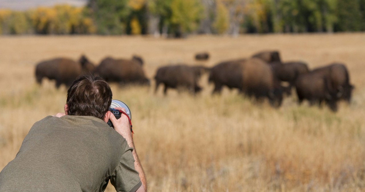 Biały bizon w Yellowstone. Indianie mówią, że to omen