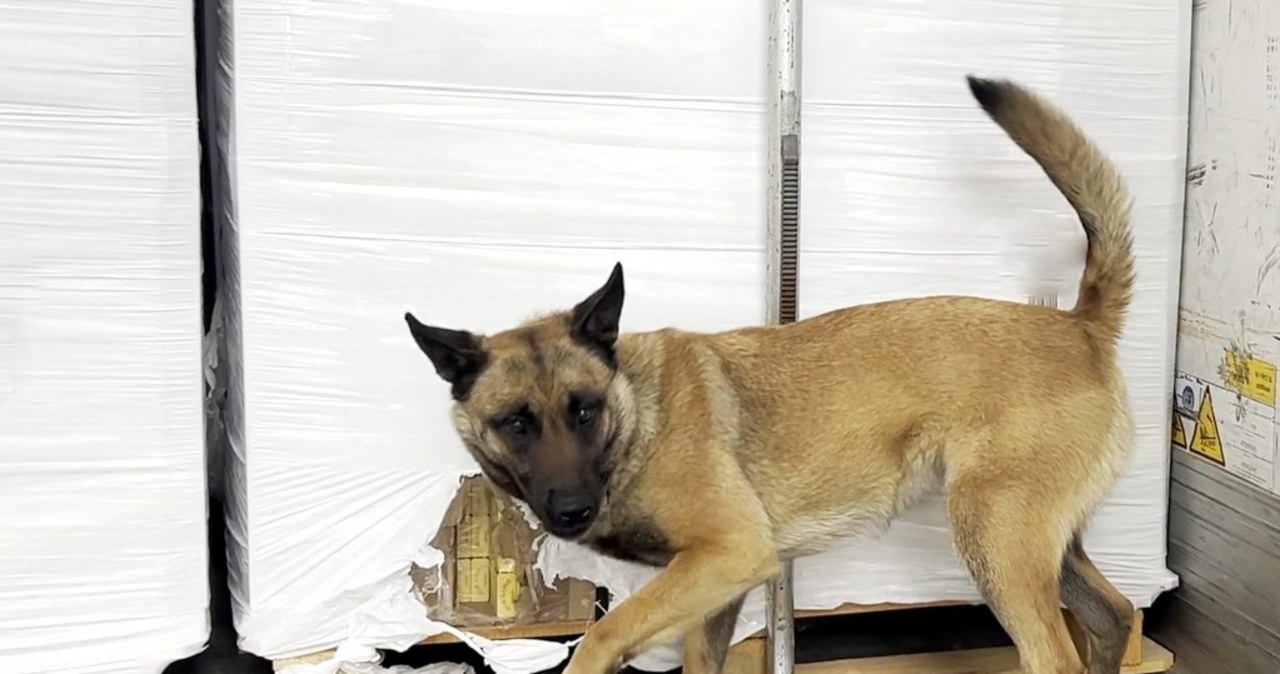 Zamiast jajek rosyjskie papierosy o wartości 8 mln zł. Służby zatrzymały przemytnika