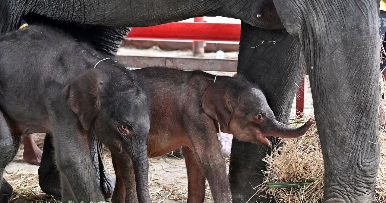 Bliźnięta słoni przyszły na świat w Tajlandii. „To cud”