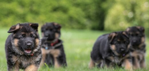 50 euro miesięcznie za psa. Władze Prisztiny zachęcają do adopcji