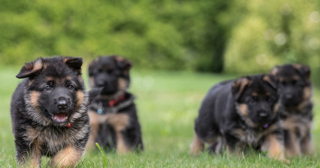 50 euro miesięcznie za psa. Władze Prisztiny zachęcają do adopcji