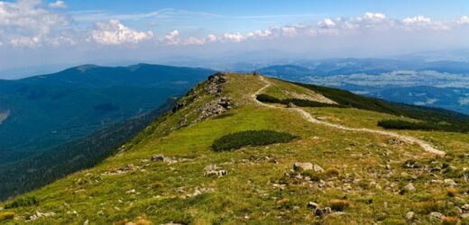 Tych roślin nie ma nigdzie na świecie. Botaniczna sensacja na Babiej Górze