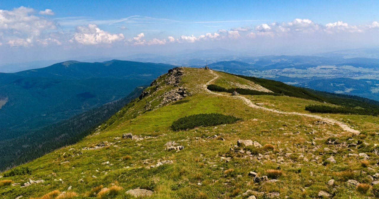 Tych roślin nie ma nigdzie na świecie. Botaniczna sensacja na Babiej Górze