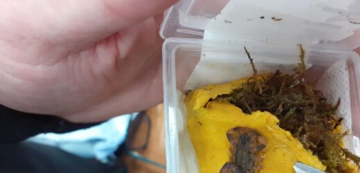 Żywe skorpiony zamiast narzędzi ogrodowych