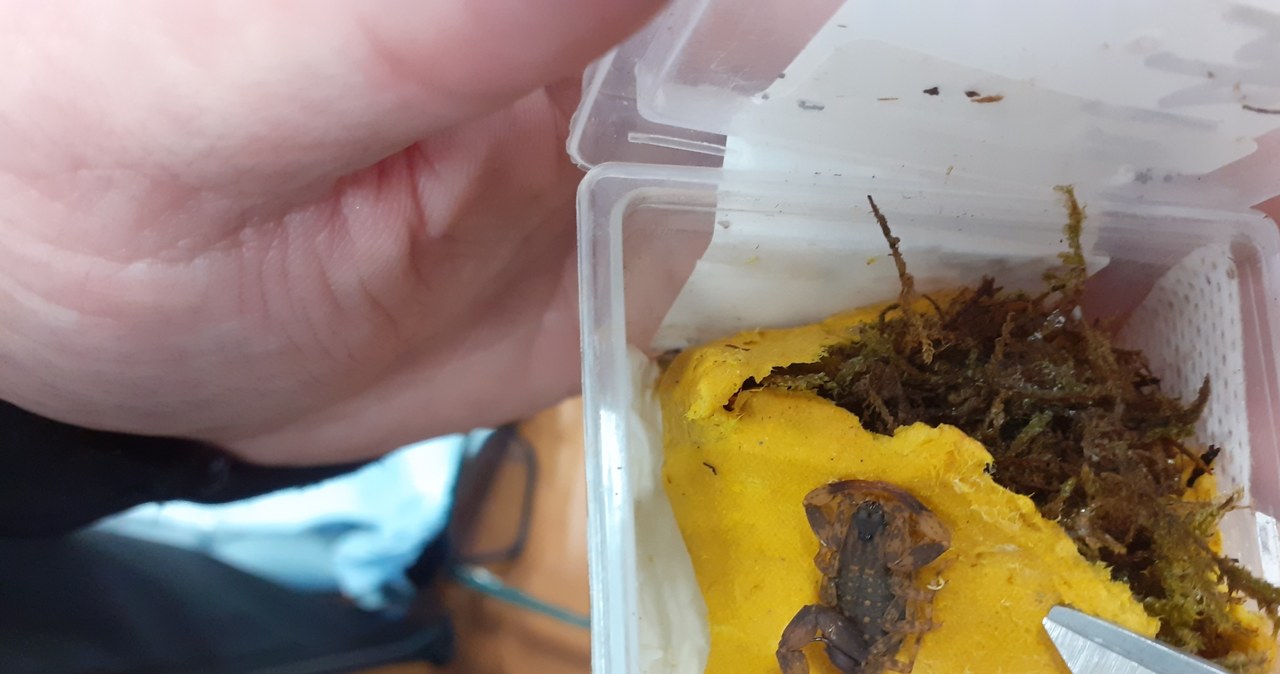 Żywe skorpiony zamiast narzędzi ogrodowych