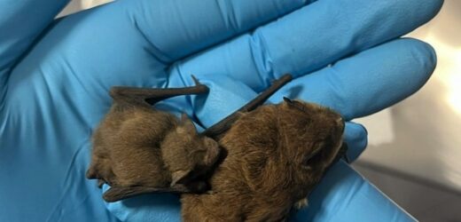 Niespodziewani goście w warszawskiej szkole. Interweniowała straż miejska