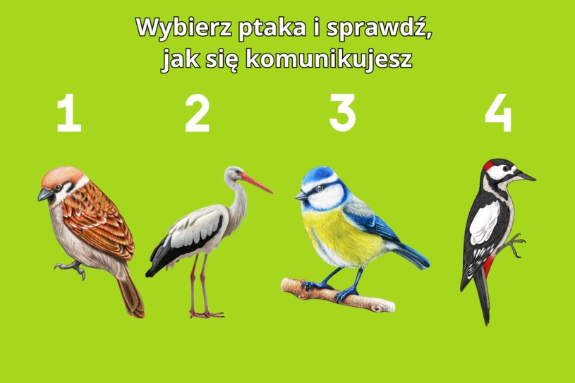 Psychotest: Jaki jest twój styl komunikacji? Wybierz ptaka i sprawdź to