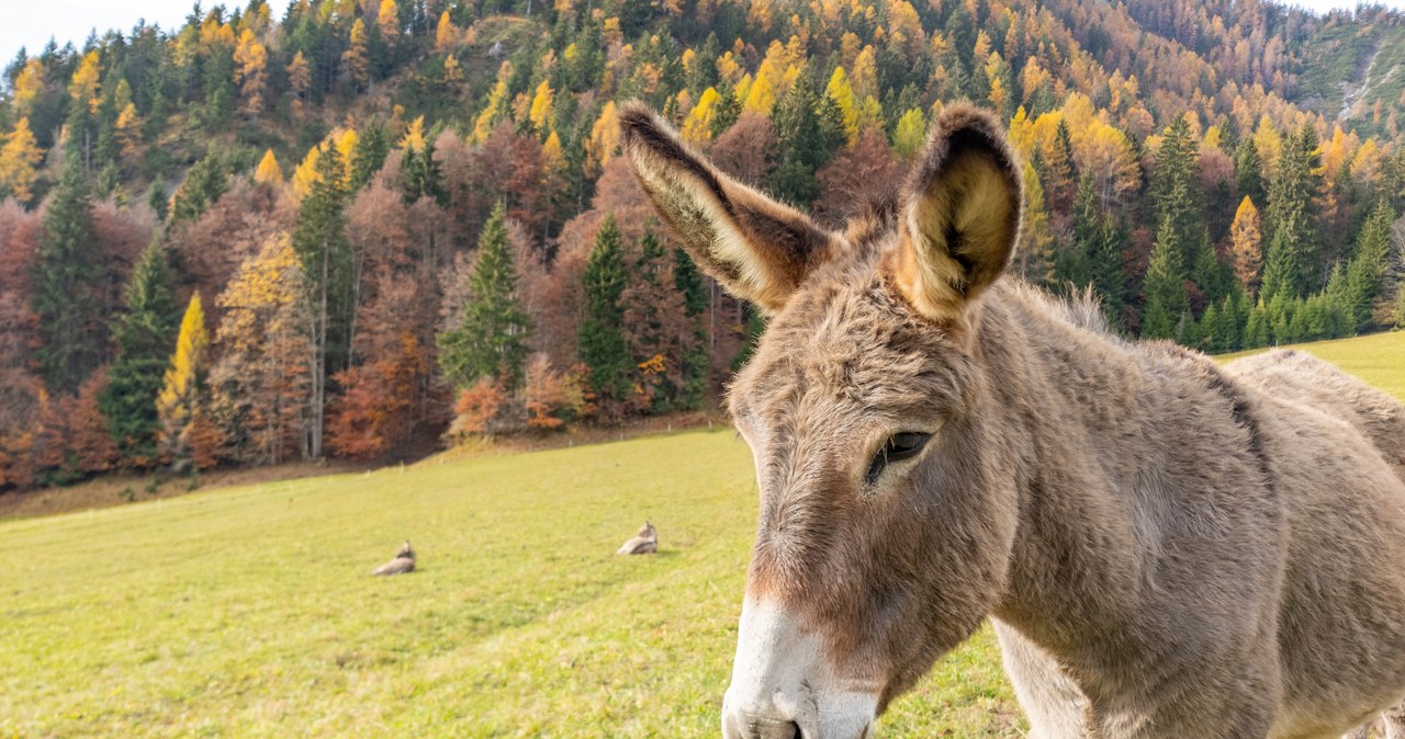 Osiołek Diesel zaginął 5 lat temu. Znalazł się… w stadzie jeleni