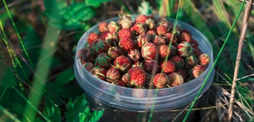 Nazywane skarbem polskich lasów. Wspomogą pracę jelit, przyspieszą metabolizm