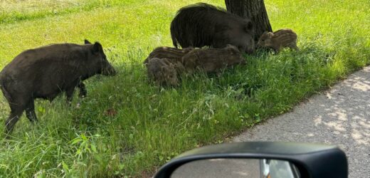 Dziki w centrum Krakowa. Wypoczywały na Błoniach [ZDJĘCIE]
