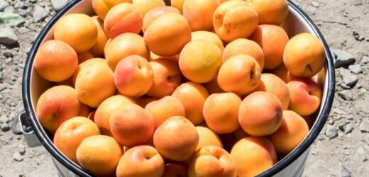 Kilka sztuk dziennie wystarczy. Serce jak młot, jelita prawie jak nowe