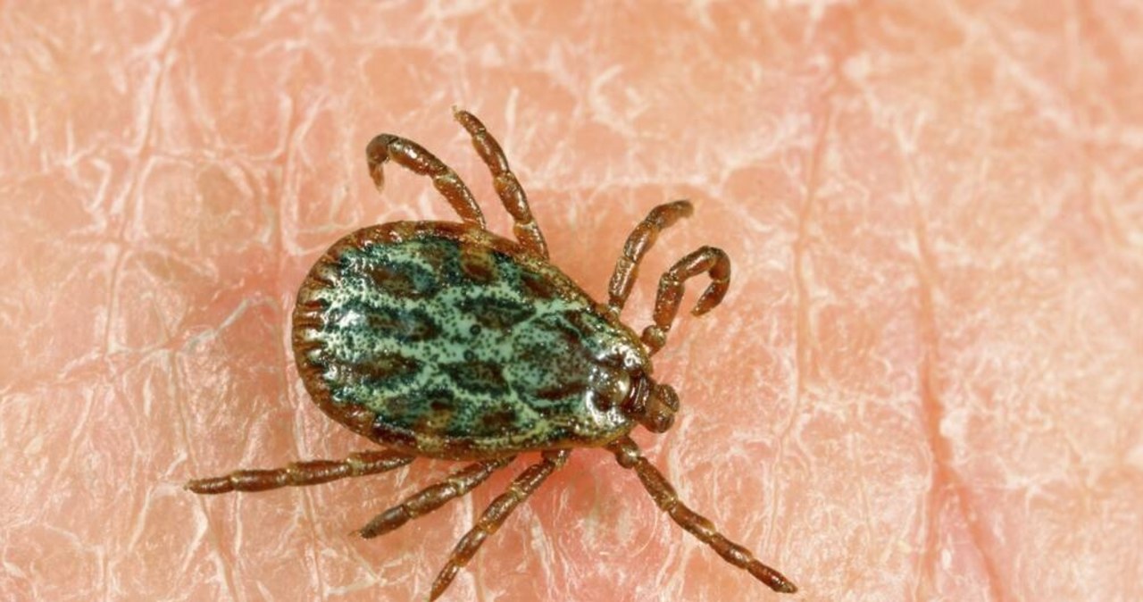Odkryto nowy gatunek kleszcza. Może przenosić groźne wirusy