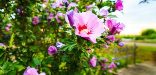 Oto najlepszy sposób na nawożenie hibiskusa. Roślina będzie uginać się od kwiatów