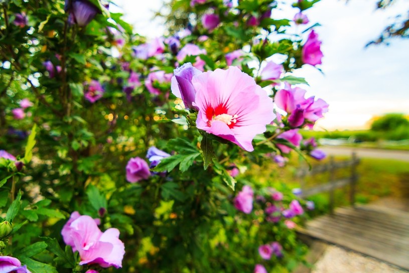 Oto najlepszy sposób na nawożenie hibiskusa. Roślina będzie uginać się od kwiatów