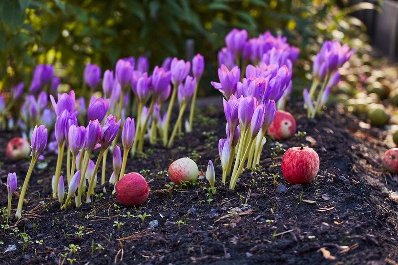 Zimowit jesienny – anielsko piękny i diabelsko niebezpieczny. Czy warto go sadzić?