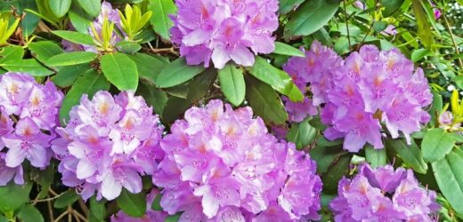 Zbliża się termin ważnego zabiegu. Nie przegap: rododendron tylko na to czeka