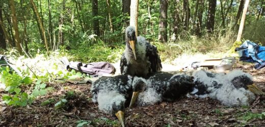 17 piskląt czarnego bociana zaobrączkowanych. Duży sukces ornitologów