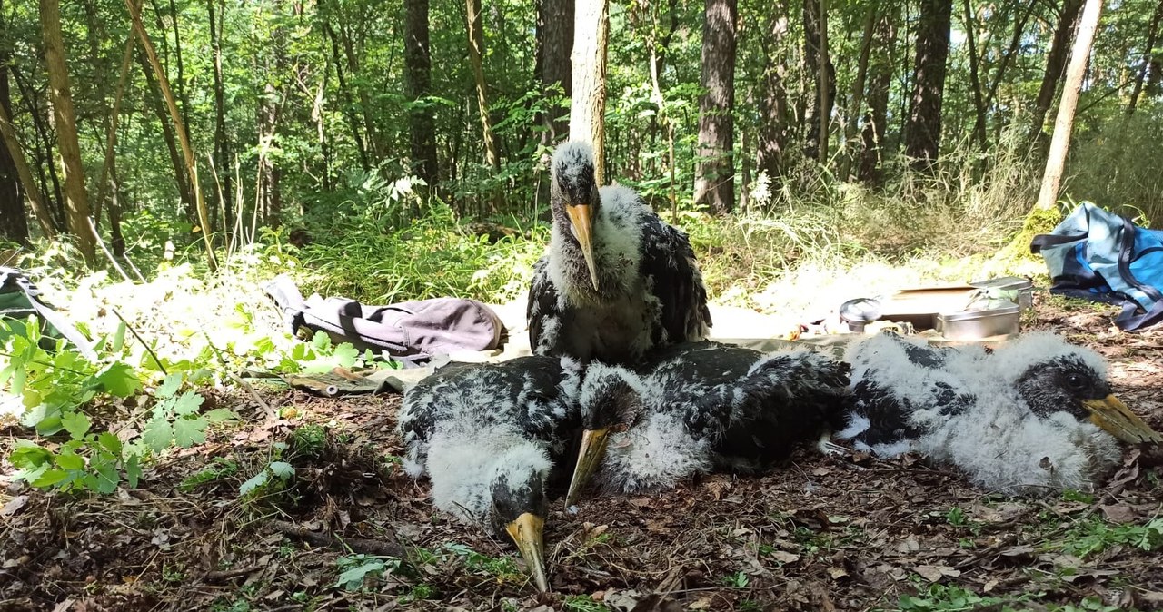 17 piskląt czarnego bociana zaobrączkowanych. Duży sukces ornitologów