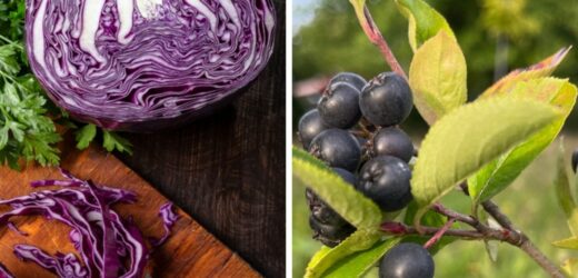 Aronia i czerwona kapusta uchronią Cię przed Alzheimerem? Odkrycie polskich naukowców