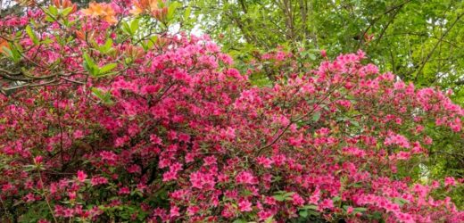 Nie spoczywaj na laurach. Przegapisz termin: rododendron już nie zakwitnie
