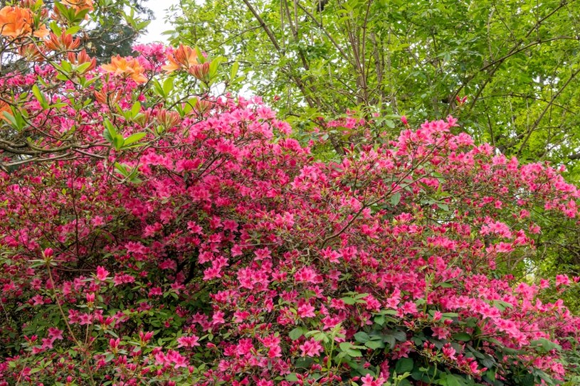 Nie spoczywaj na laurach. Przegapisz termin: rododendron już nie zakwitnie