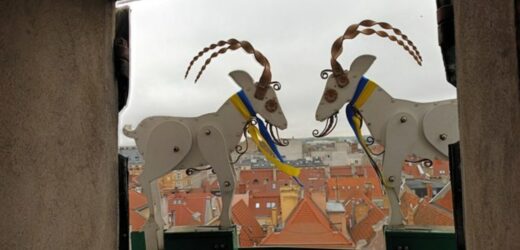 Poznańskie koziołki wróciły na wieżę ratuszową