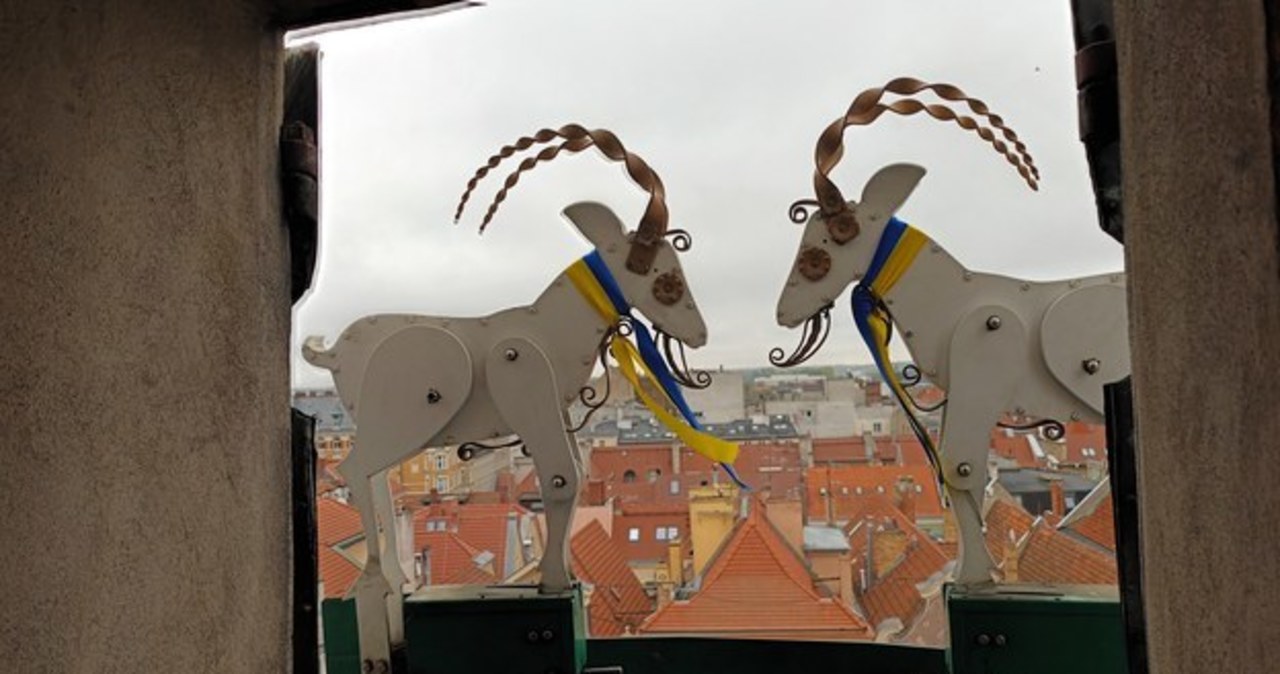 Poznańskie koziołki wróciły na wieżę ratuszową