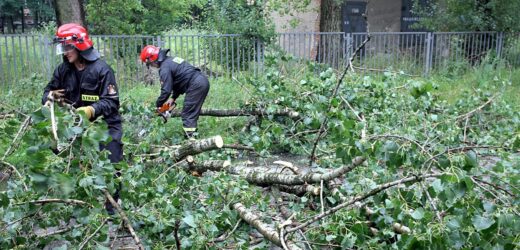 Skutki burz w Świętokrzyskiem: Połamane drzewa, zalane piwnice i brak prądu