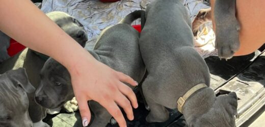 7 szczeniąt w rozgrzanym aucie. Właścicielka poszła na szybkie zakupy