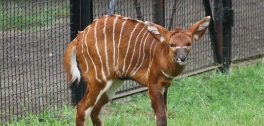 Porzeczka to nowa mieszkanka warszawskiego zoo