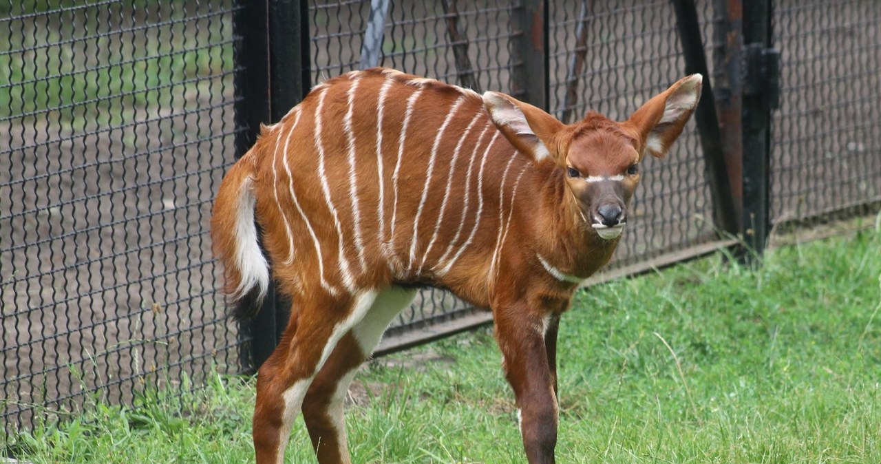 Porzeczka to nowa mieszkanka warszawskiego zoo