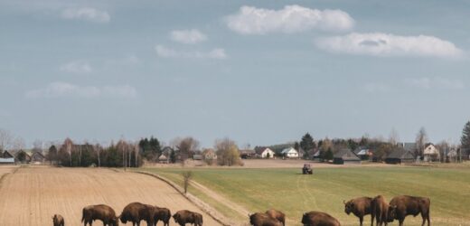 Białystok: Darmowe przejazdy do lokalnych atrakcji