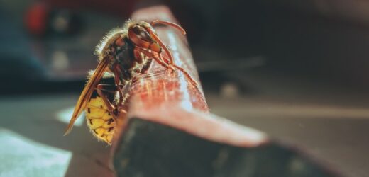Obowiązkowy zestaw na parapet. Skończysz z niechcianymi wizytami szerszeni