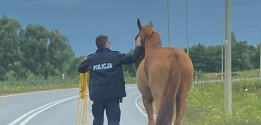 Spłoszony odgłosami burzy koń na S7