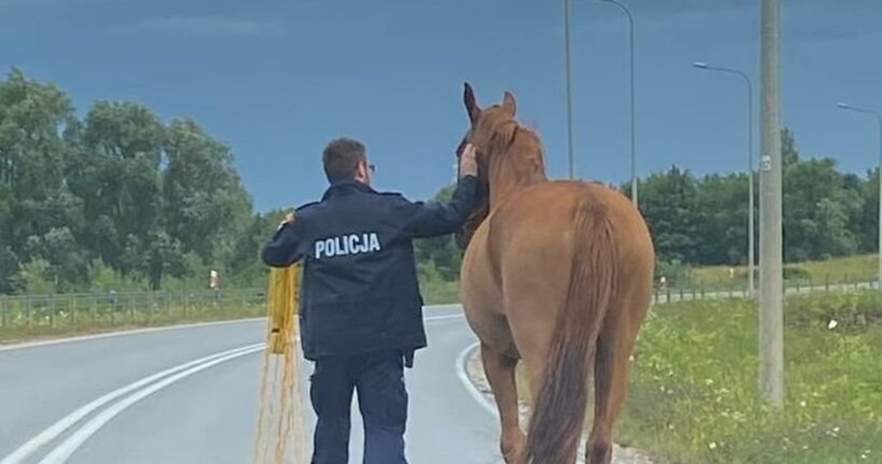 Spłoszony odgłosami burzy koń na S7