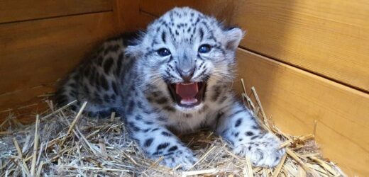 W warszawskim zoo urodził się rzadki drapieżnik
