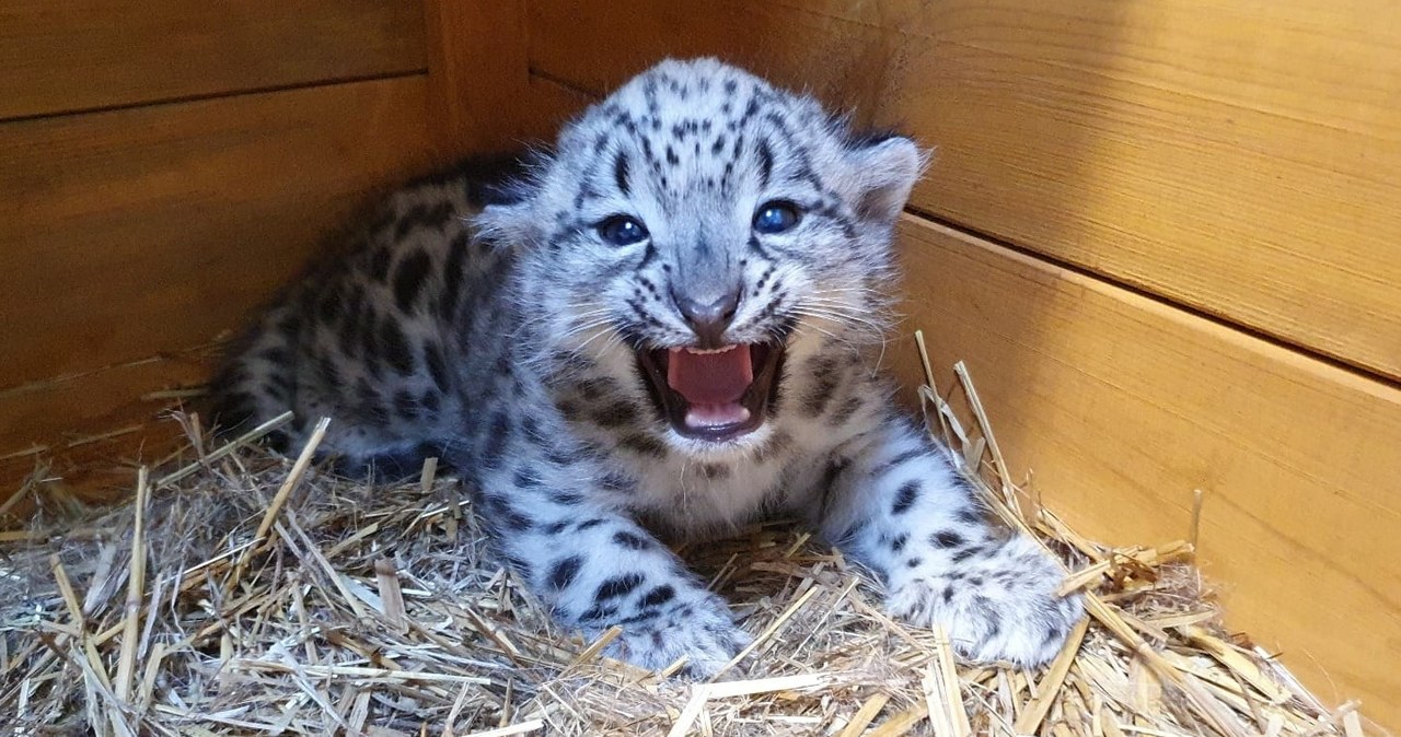 W warszawskim zoo urodził się rzadki drapieżnik
