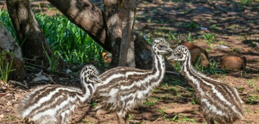 Trzy małe emu zamieszkają w poznańskim zoo