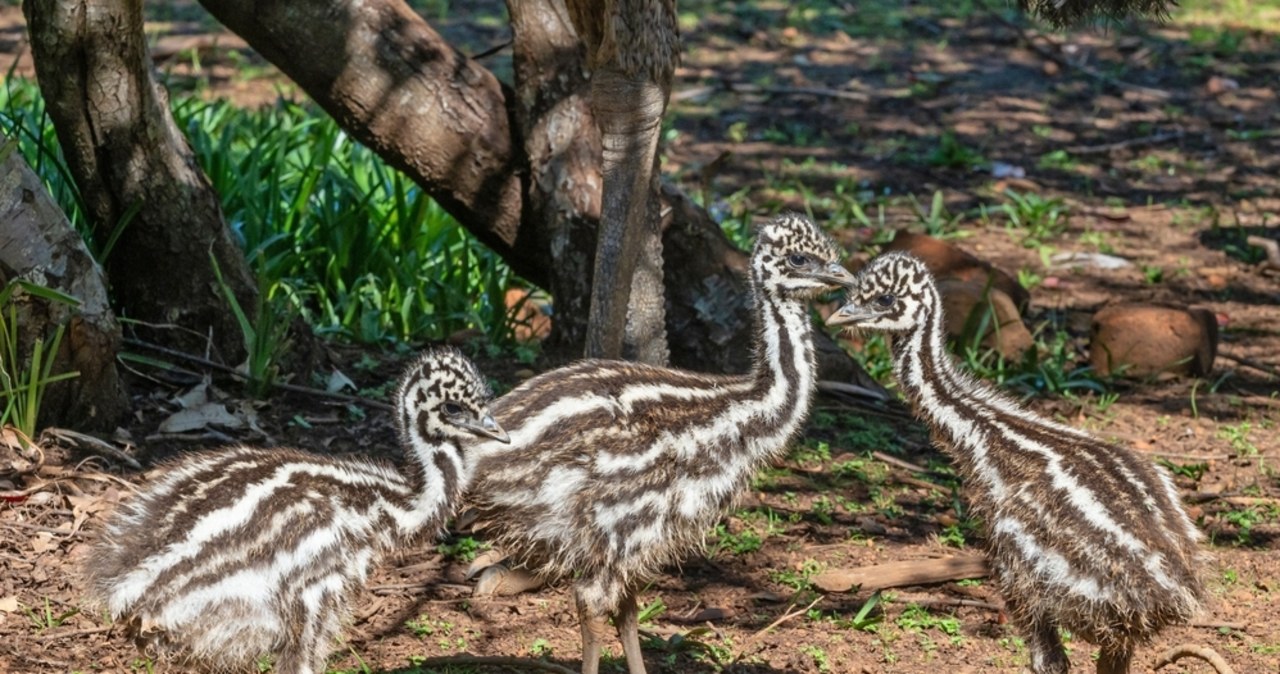 Trzy małe emu zamieszkają w poznańskim zoo
