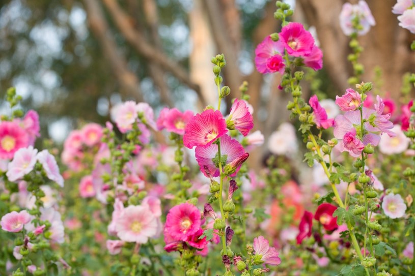 Kwitnie do października, przywołuje wspomnienia. Uroczy kwiat z ogrodów babć
