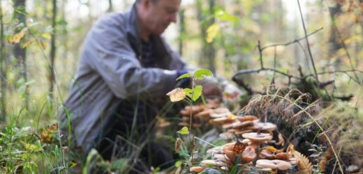 To widok rzadszy niż wygrana w lotto. Lasy Państwowe opublikowały zdjęcie