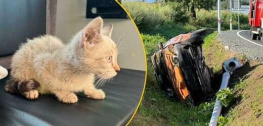Mały kotek „za kierownicą”. Auto uderzyło w latarnię i wylądowało w rowie