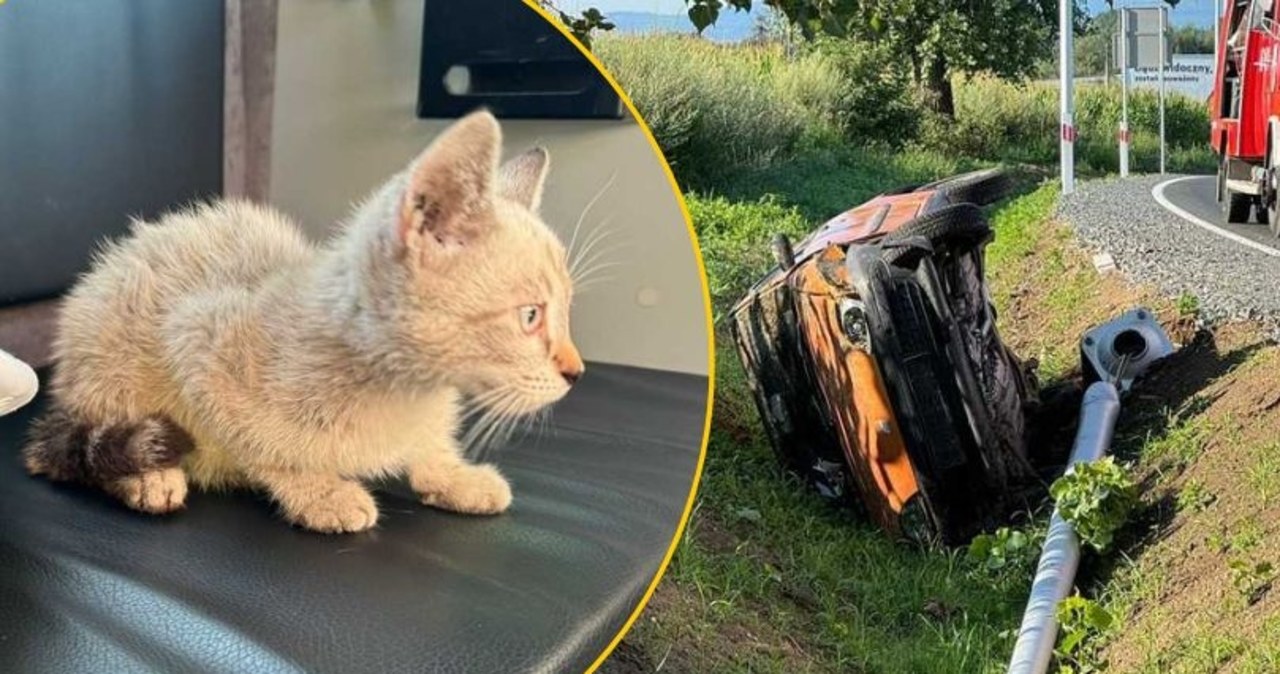 Mały kotek „za kierownicą”. Auto uderzyło w latarnię i wylądowało w rowie