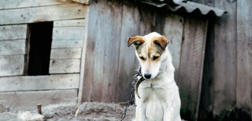 ​Będzie zakaz trzymania psów na łańcuchu? Projekt ustawy gotowy